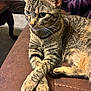 cat, tabby, pet, animal, feline, indoor, couch, fur, whiskers, paws, crossed_paws, relaxed, brown, purple_blanket, furniture, closeup, portrait, domestic, cute, resting
