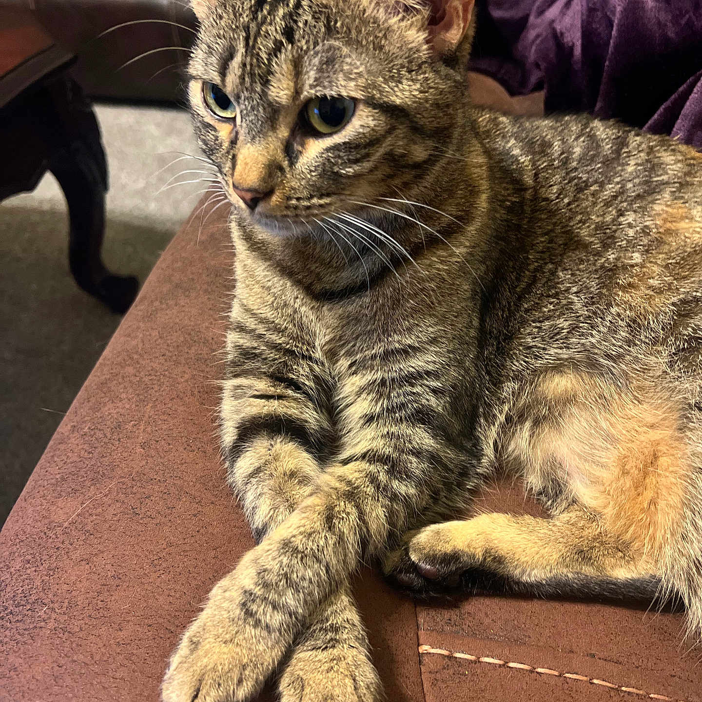 Mika joined the competition — help win amazing prizes! animal, brown, cat, closeup, couch, crossed_paws, cute, domestic, feline, fur, furniture, indoor, paws, pet, portrait, purple_blanket, relaxed, resting, tabby, whiskers