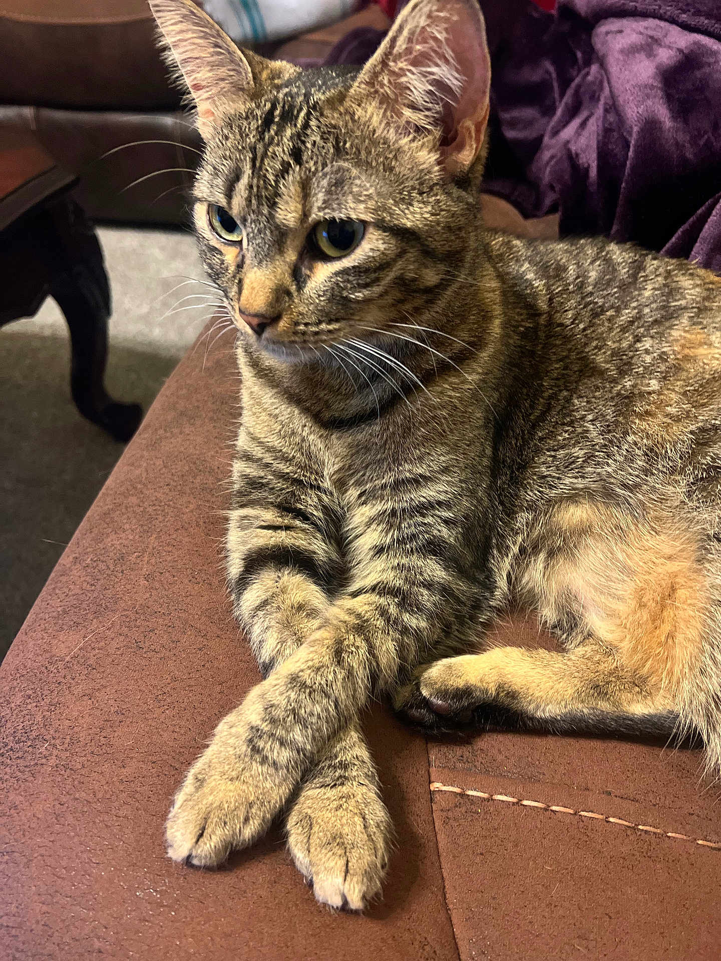 Mika joined the competition — help win amazing prizes! cat, tabby, pet, animal, feline, indoor, couch, fur, whiskers, paws, crossed_paws, relaxed, brown, purple_blanket, furniture, closeup, portrait, domestic, cute, resting