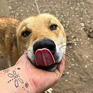 Loki Poo is registered to the contest to win money with this photo: dog, animal, tongue, close_up, outdoor, pet, hand, tattoo, whiskers, face, brown_fur, snout, cute, friendly, playful, expression, ground, blurred_background, nature, canine