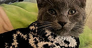 Winston joined the competition — help win amazing prizes! animal, cat, close_up, clothing, cozy, curious, cute, ears, feline, gray_cat, green_blanket, indoor, knitted_sweater, pet, portrait, resting, soft_blanket, warm_lighting, whiskers, young_cat
