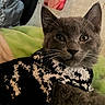 Winston joined the competition — help win amazing prizes! cat, gray_cat, pet, animal, knitted_sweater, clothing, close_up, indoor, resting, cozy, soft_blanket, green_blanket, whiskers, ears, cute, feline, portrait, curious, young_cat, warm_lighting