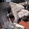 Winston is registered to the contest to win money with this photo: cat, gray_cat, tabby_cat, sleeping, relaxed, fur, paw, sunlight, leather_surface, collar, indoor, pet, animal, whiskers, close_up, resting, cozy, domestic_cat, feline, napping