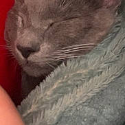 Winston joined the competition — help win amazing prizes! blanket, cat, close_up, comfort, cozy, ears, feline, fur, gray_cat, indoor, nap_time, nose, peaceful, pet, relaxation, resting, sleeping, snuggled, soft_texture, whiskers