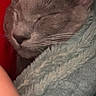 blanket, cat, close_up, comfort, cozy, ears, feline, fur, gray_cat, indoor, nap_time, nose, peaceful, pet, relaxation, resting, sleeping, snuggled, soft_texture, whiskers