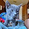 kitten, gray_cat, indoor, blanket, person, curly_hair, bedroom, wooden_cabinet, wall_art, cozy, close_up, feline, curious, soft_texture, resting, cute, pet, home, furniture, young_animal