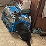 cat, water_bottles, plastic_packaging, floor, kitchen, curious, pet, animal, gray_cat, indoor, packaging, plastic, bottle_caps, door, container, food_storage, household, floor_tile, cabinet, playful