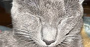 Winston is registered to the contest to win money with this photo: cat, gray_cat, close_up, indoor, pet, feline, whiskers, ears, sleeping, cozy, fur, animal, domestic_animal, resting, cute, portrait, soft_light, relaxed, mammal, face