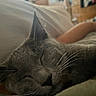 cat, sleeping, close_up, grey_cat, whiskers, fur, relaxing, indoor, human_arm, bedroom, soft_light, cozy, pet, animal, resting, domestic_cat, whiskers_visible, peaceful, nap, feline
