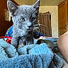 kitten, gray_cat, pet, whiskers, ears, bed, blanket, colorful, indoor, room, door, curtain, wooden_furniture, human_arm, cozy, exploring, closeup, animal, young, curious
