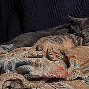 Winston joined the competition — help win amazing prizes! cat, feline, sleeping, blanket, cozy, indoor, resting, pets, fur, comfort, animal, relaxation, cute, tabby, gray_cat, soft_texture, warm, home, cuddle, peaceful