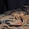 cat, feline, sleeping, blanket, cozy, indoor, resting, pets, fur, comfort, animal, relaxation, cute, tabby, gray_cat, soft_texture, warm, home, cuddle, peaceful