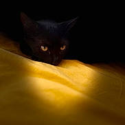 Mahault a rejoint le concours — aidez-le/la à gagner de superbes lots ! cat, black_cat, animal, pet, yellow, fabric, shadow, dark_background, eyes, close_up, resting, feline, mysterious, contrast, indoor, soft_light, texture, portrait, cute, quiet