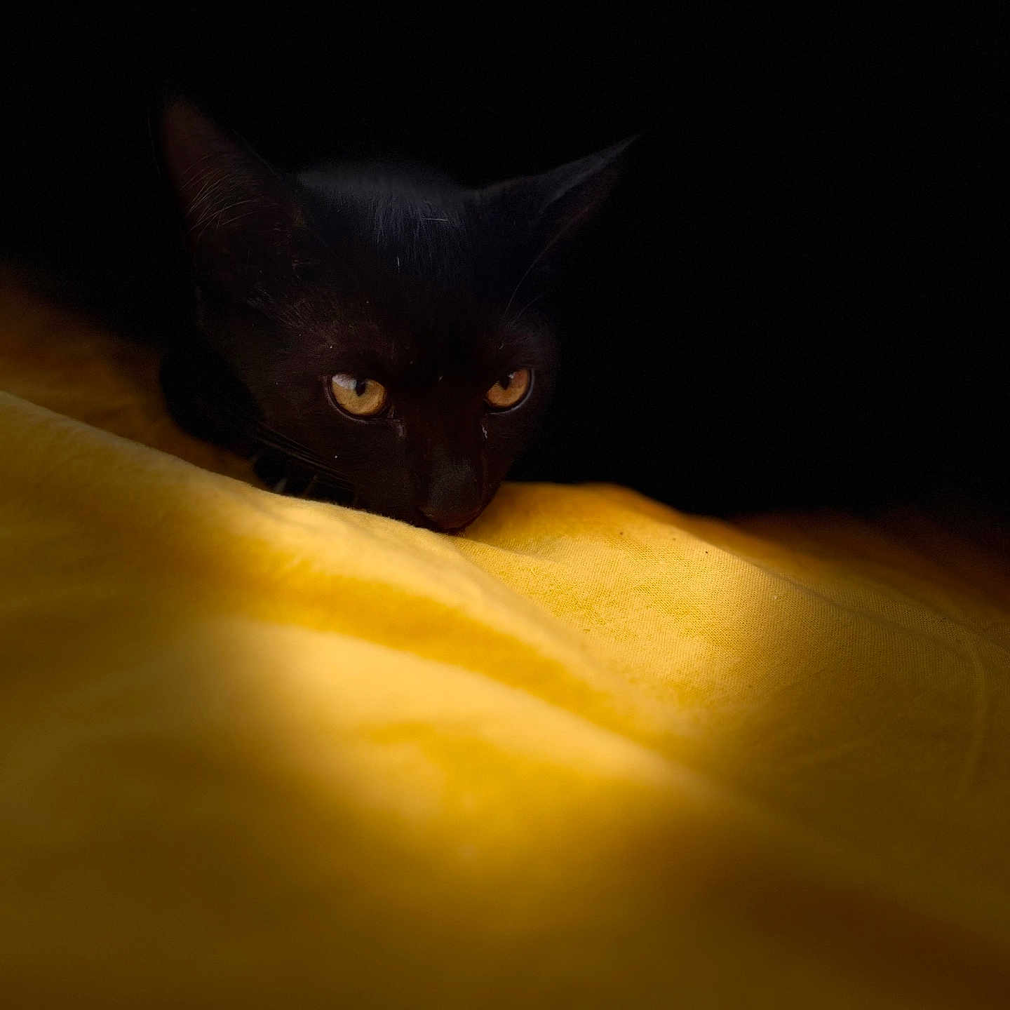 Mahault a rejoint le concours — aidez-le/la à gagner de superbes lots ! cat, black_cat, animal, pet, yellow, fabric, shadow, dark_background, eyes, close_up, resting, feline, mysterious, contrast, indoor, soft_light, texture, portrait, cute, quiet