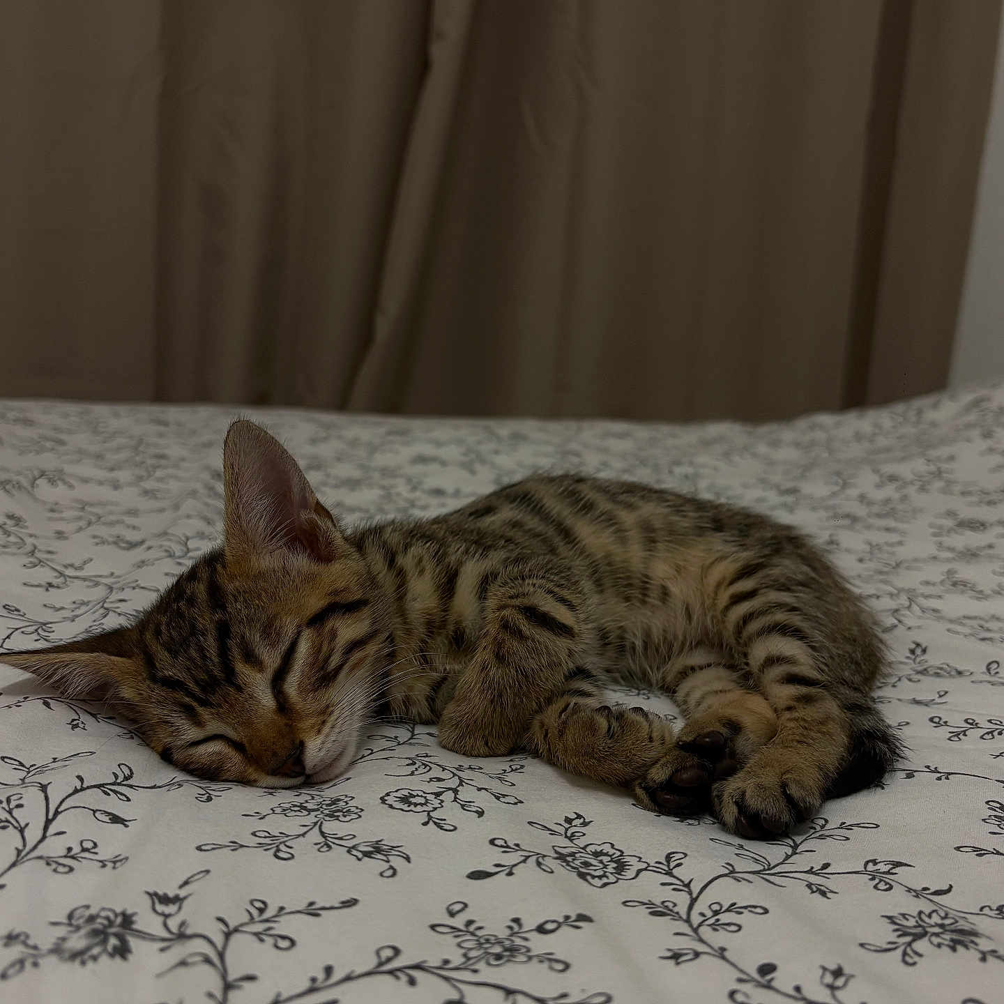 Aïko participe au concours pour gagner de l'argent avec cette photo : animal, bed, cat, cozy, cute, domestic, floral_pattern, fur, indoor, kitten, paws, pet, quiet, relaxed, resting, sleeping, soft, tabby, whiskers, young