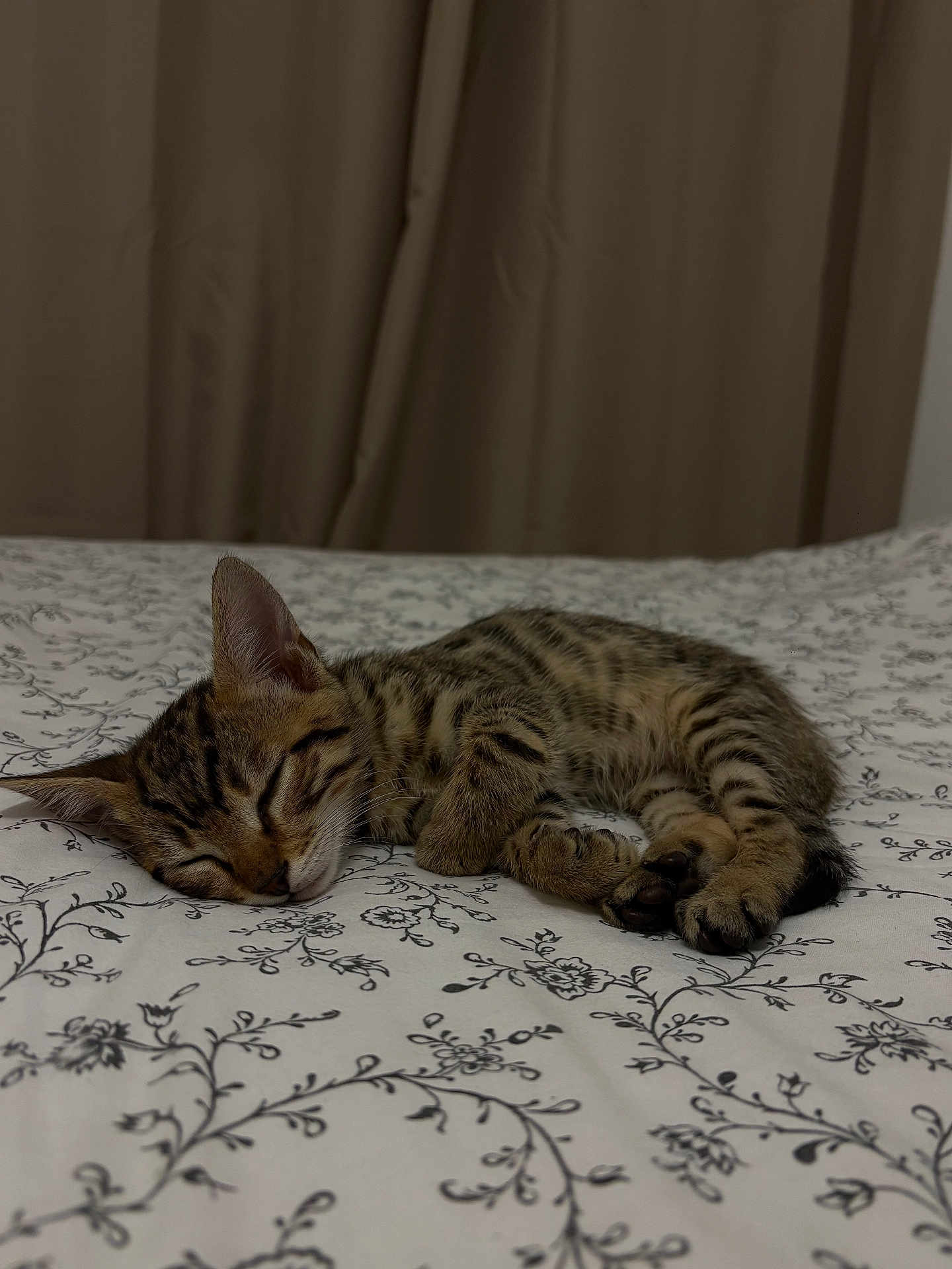 Aïko participe au concours pour gagner de l'argent avec cette photo : kitten, cat, sleeping, bed, floral_pattern, tabby, indoor, pet, cute, animal, fur, whiskers, paws, resting, cozy, domestic, young, relaxed, soft, quiet