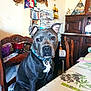 Bouly a rejoint le concours — aidez-le/la à gagner de superbes lots ! blue_gray, collar, copper_pans, curious, dining_table, dog, domestic, ears, eyes, face, floral_pattern, indoor, nose, pet, room, sitting, stacked_magazines, tablecloth, wooden_chair, wooden_furniture