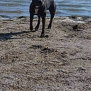 Bouly a rejoint le concours — aidez-le/la à gagner de superbes lots ! animal, beach, black_dog, canine, daylight, dog, lake, landscape, muddy_ground, nature, outdoor, pet, riverbank, sand, shore, sky, summer, trees, walking, water