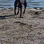 animal, beach, black_dog, canine, daylight, dog, lake, landscape, muddy_ground, nature, outdoor, pet, riverbank, sand, shore, sky, summer, trees, walking, water
