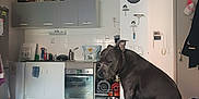 Bouly participe au concours pour gagner de l'argent avec cette photo : appliance, armrest, bag, black_dog, cabinet, clock, coat, couch, countertop, dog, door, household, indoor, key, kitchen, oven, pet, sink, tile_floor, towel