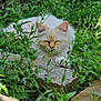 cat, longhair_cat, cream_cat, sleeping, outdoor, grass, greenery, plant, rock, stone, moss, whiskers, ear, paw, face, resting, nature, closeup, sunlight, peaceful