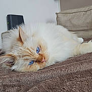 Tavuk a rejoint le concours — aidez-le/la à gagner de superbes lots ! cat, blue_eyes, fluffy, long_hair, pet, domestic_cat, sleepy, blanket, couch, indoor, cozy, fur, whiskers, ear, close_up, portrait, relaxing, home, bedding, beige