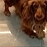 animal, bathroom, blurry, brown_dog, close_up, cute, dog, floppy_ears, indoor, long_hair, looking_at_camera, paws, pet, polka_dots, portrait, red_object, reflection, tiled_floor, warm_lighting, wet_floor