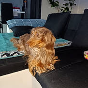 Snoopy a rejoint le concours — aidez-le/la à gagner de superbes lots ! blanket, brown_eyes, couch, cozy, cushions, dog, floppy_ears, furniture, golden_brown_fur, home_decor, houseplant, indoor, living_room, long_hair, lying_down, pet, portrait, relaxed, sitting, sofa