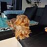 blanket, brown_eyes, couch, cozy, cushions, dog, floppy_ears, furniture, golden_brown_fur, home_decor, houseplant, indoor, living_room, long_hair, lying_down, pet, portrait, relaxed, sitting, sofa
