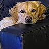Tygo participe au concours pour gagner de l'argent avec cette photo : dog, golden_retriever, pet, animal, couch, leather, resting, relaxed, indoors, fur, ears, face, nose, eyes, head, canine, companion, home, comfort, portrait