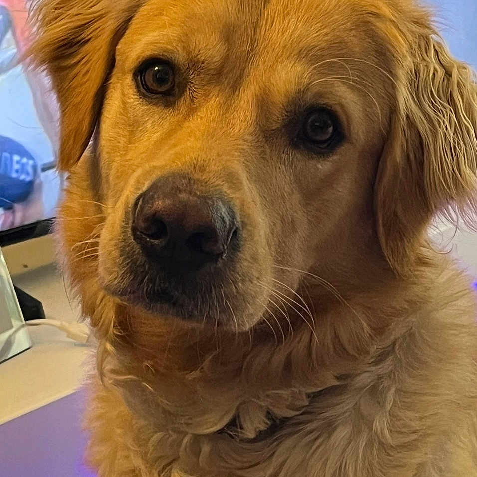 Tygo participe au concours pour gagner de l'argent avec cette photo : dog, golden_retriever, pet, animal, close_up, portrait, fluffy, fur, indoor, looking, cute, canine, mammal, face, ears, nose, whiskers, friendly, domestic_animal, companion