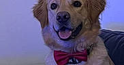 Tygo a rejoint le concours — aidez-le/la à gagner de superbes lots ! dog, golden_retriever, bow_tie, pet, canine, indoor, couch, smiling, happy, fur, portrait, animal, domestic_animal, sitting, friendly, companion, cute, mammal, face, house