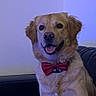 animal, bow_tie, canine, companion, couch, cute, dog, domestic_animal, face, friendly, fur, golden_retriever, happy, house, indoor, mammal, pet, portrait, sitting, smiling