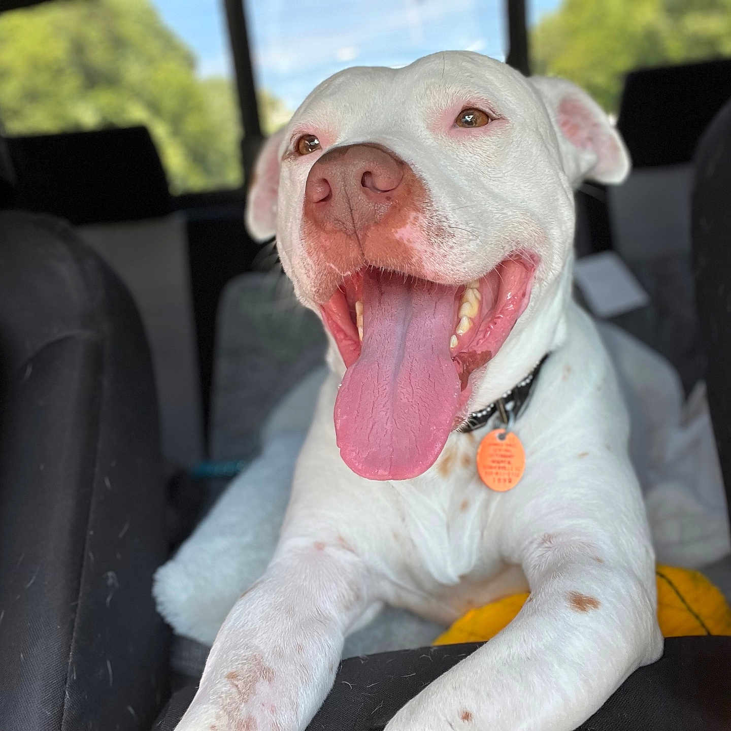 Jax joined the competition — help win amazing prizes! adult, animal, bodypart, bulldog, canine, cushion, dog, face, female, head, homedecor, hound, male, man, mouth, person, pet, pointer, puppy, woman