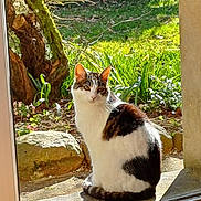 Clochette a rejoint le concours — aidez-le/la à gagner de superbes lots ! cat, animal, sunlight, garden, greenery, outdoor, pet, feline, nature, window, glass_door, sitting, calm, daylight, plant, tree, rock, shadow, fur, whiskers