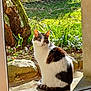 cat, animal, sunlight, garden, greenery, outdoor, pet, feline, nature, window, glass_door, sitting, calm, daylight, plant, tree, rock, shadow, fur, whiskers