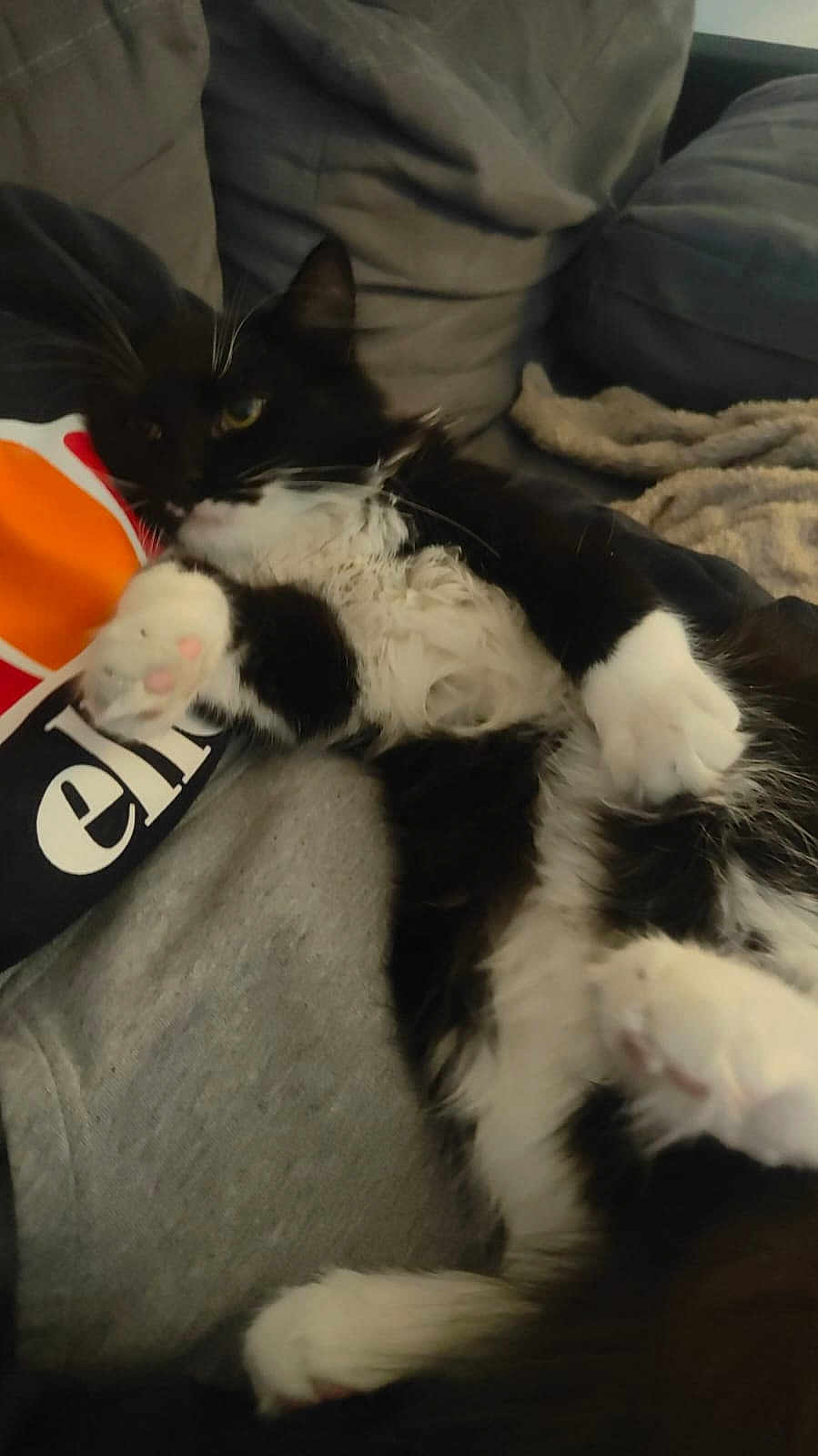 Abou participe au concours pour gagner de l'argent avec cette photo : animal, black_and_white, blanket, cat, clothing, couch, cozy, feline, fur, grey, home, indoor, lap, paw, person, pet, relaxed, resting, soft, whiskers
