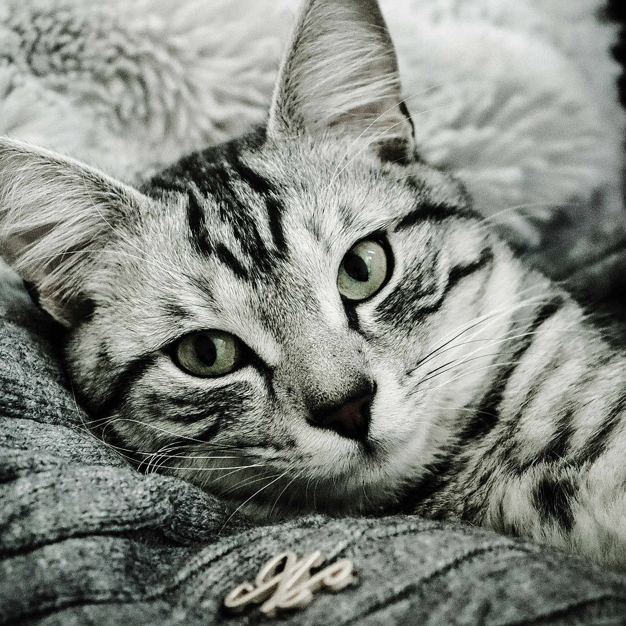 Echo a rejoint le concours — aidez-le/la à gagner de superbes lots ! animal, black_and_white, cat, close_up, cozy, cute, fabric, feline, fur, green_eyes, indoor, mammal, pet, portrait, relaxed, resting, soft, tabby, texture, whiskers