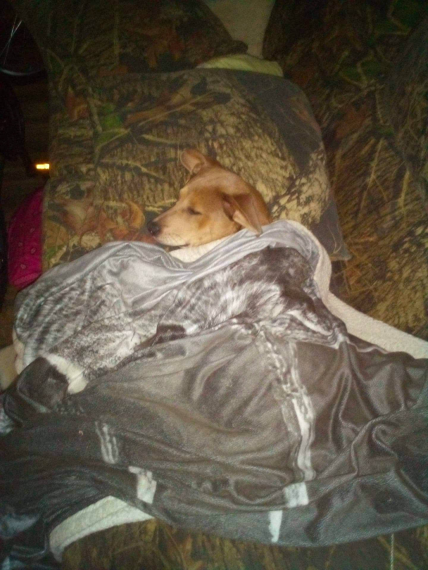 Daisy joined the competition — help win amazing prizes! art, canidae, carnivore, comfort, companion_dog, darkness, dog_breed, fawn, felidae, fur, grass, nap, room, sitting, sleep, sporting_group, tints_and_shades, tree, wildlife, wood