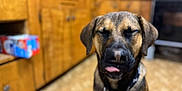 Eazy-E is registered to the contest to win money with this photo: dog, canine, pet, indoors, kitchen, wooden_cabinets, floor, tongue_out, eyes_closed, collar, animal, mammal, domestic_animal, brown, black, fur, sitting, cute, portrait, blurry_background