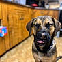dog, canine, pet, indoors, kitchen, wooden_cabinets, floor, tongue_out, eyes_closed, collar, animal, mammal, domestic_animal, brown, black, fur, sitting, cute, portrait, blurry_background