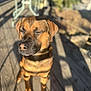 Eazy-E is registered to the contest to win money with this photo: dog, sunlight, outdoor, wooden_deck, shadow, pet, canine, brown_fur, peaceful, relaxed, daylight, animal, portrait, closeup, nature, sunny, quiet, calm, domestic_animal, furry