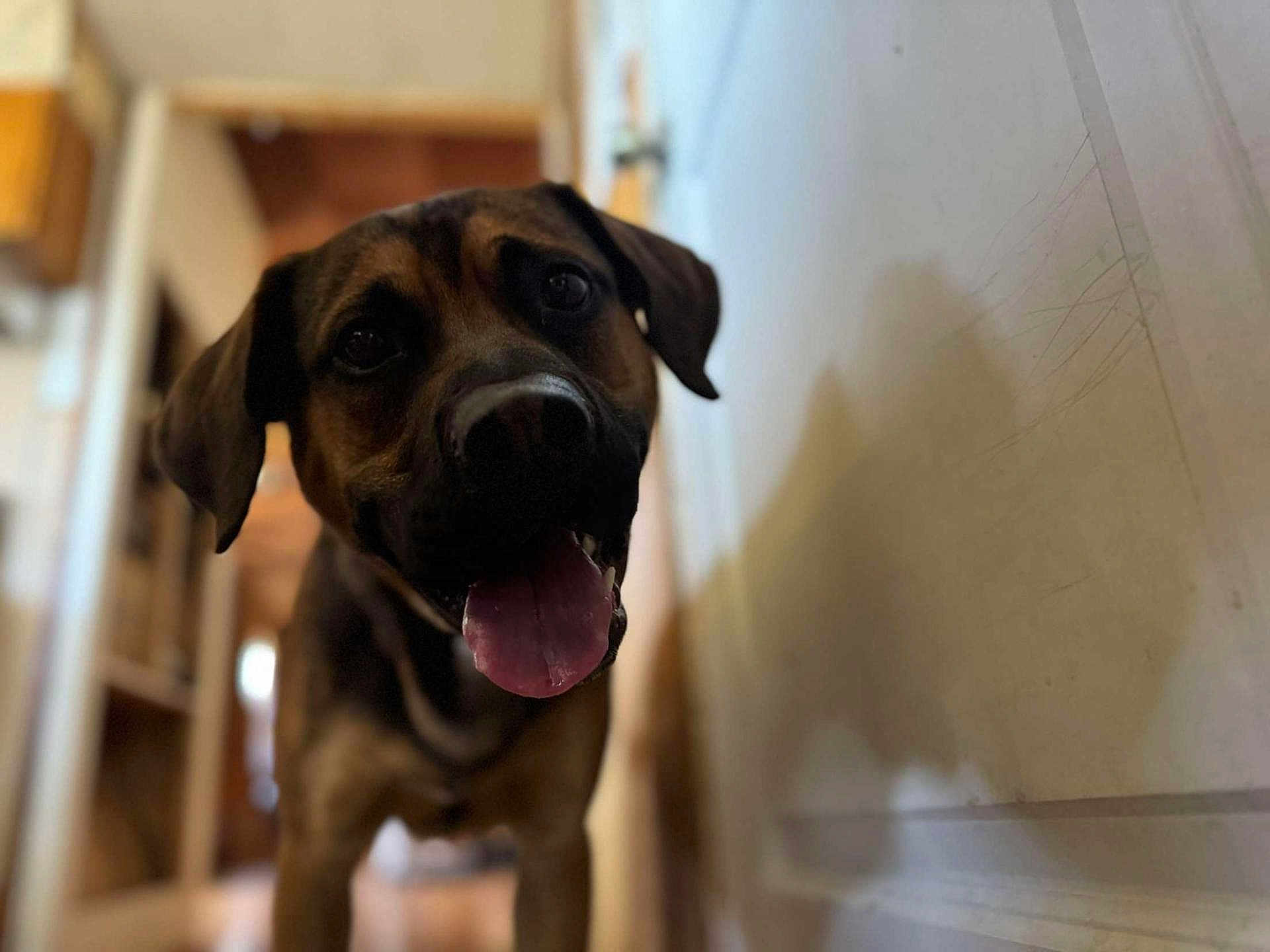 Eazy-E is registered to the contest to win money with this photo: dog, brown_dog, tongue_out, indoor, hallway, shadow, pet, canine, animal, blurred_background, friendly, curious, snout, ears, floor, wall, domestic, companion, portrait, closeup