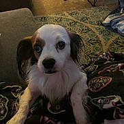 Bandit is registered to the contest to win money with this photo: dog, small_dog, pet, indoor, blanket, patterned_blanket, carpet, floor, curious, looking, cute, animal, fur, ears, face, nose, whiskers, paws, cozy, home
