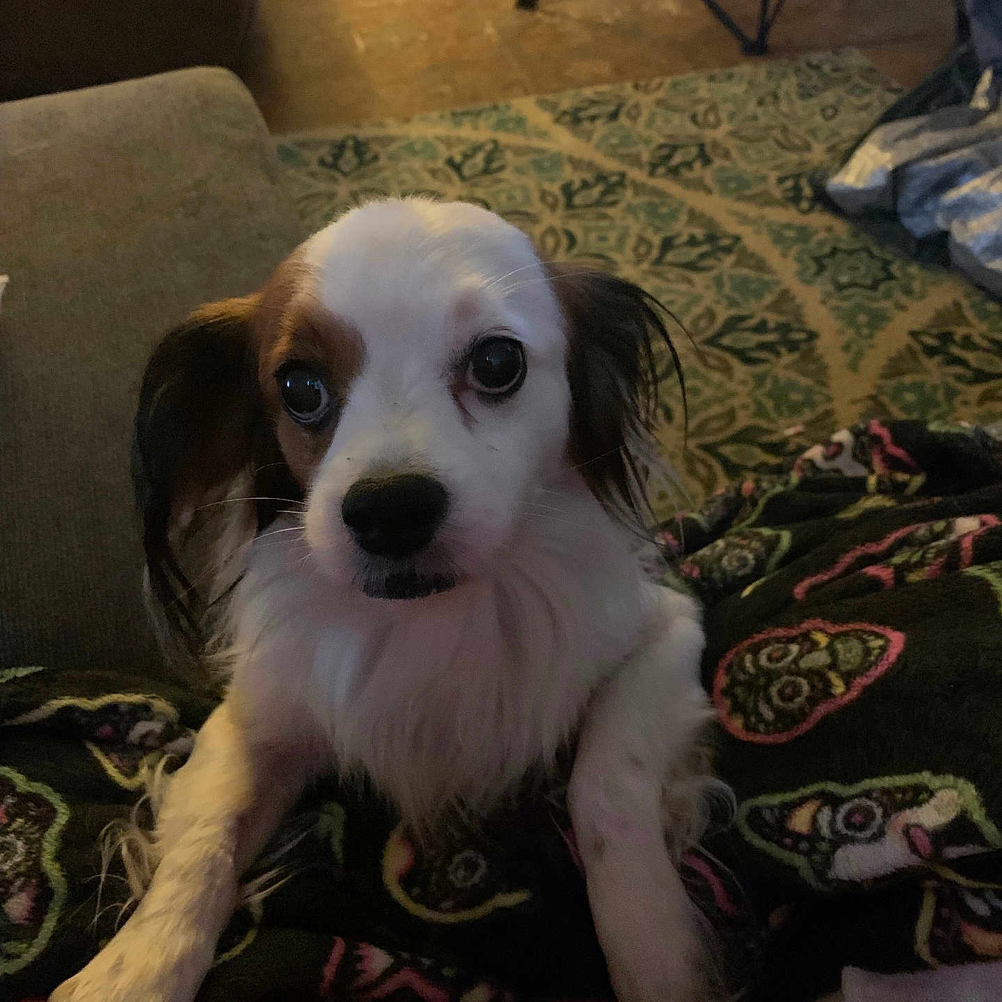 Bandit