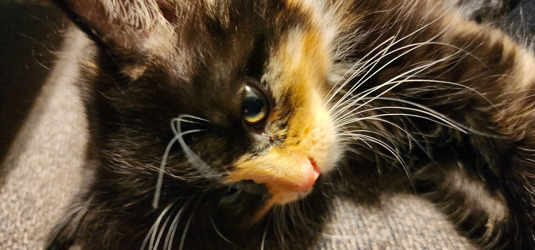 Enid is registered to the contest to win money with this photo: black_cat, carnivore, cat, claw, close_up, domestic_short_haired_cat, ear, eye, felidae, fur, iris, macro_photography, paw, plant, small_to_medium_sized_cats, snout, terrestrial_animal, whiskers, wildlife