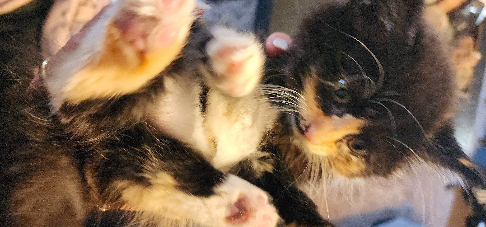 Enid joined the competition — help win amazing prizes! canidae, carnivore, cat, claw, dog_breed, domestic_short_haired_cat, ear, eye, fawn, felidae, foot, fur, gesture, mammal, paw, small_to_medium_sized_cats, snout, tail, terrestrial_animal, whiskers