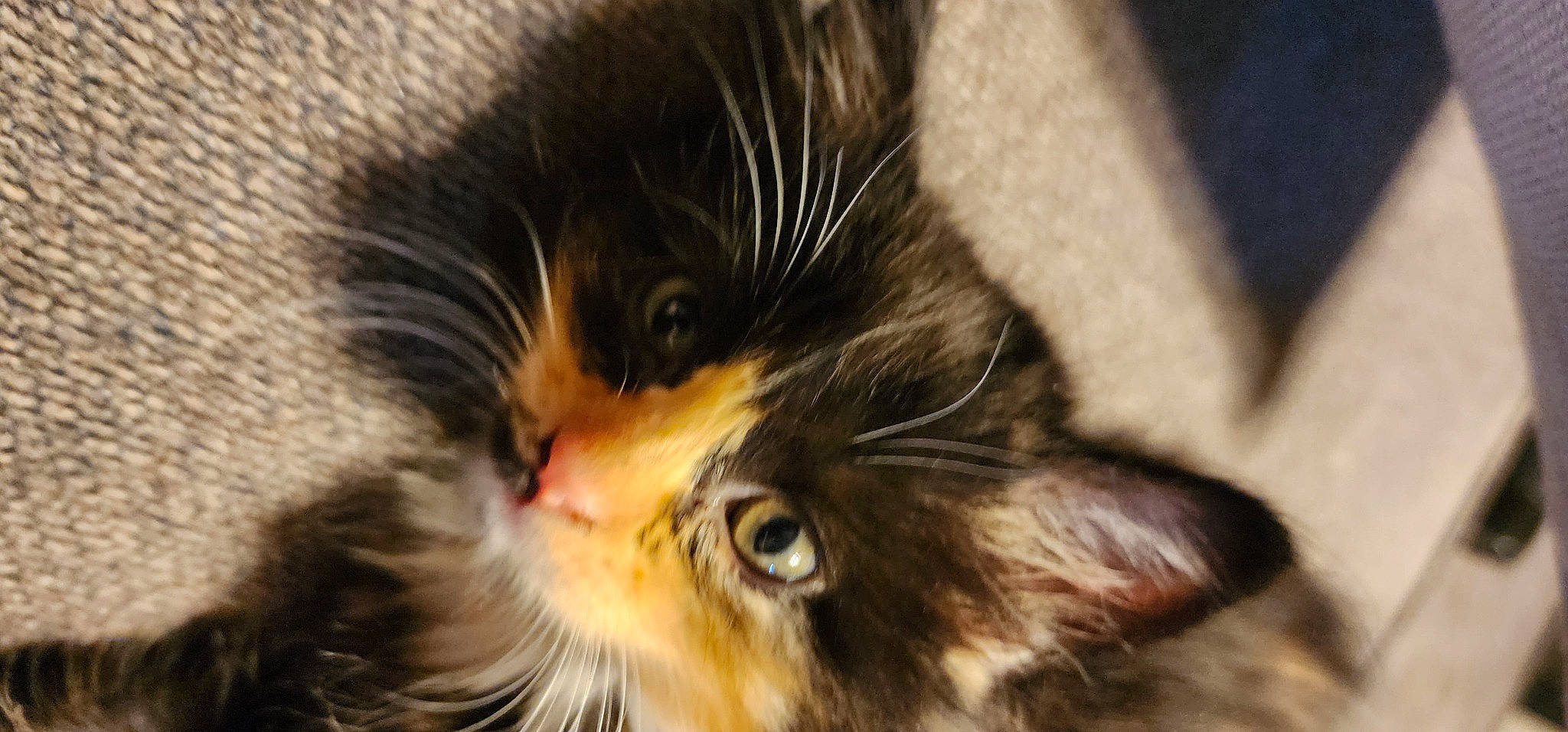 Enid is registered to the contest to win money with this photo: carnivore, cat, claw, close_up, domestic_short_haired_cat, ear, felidae, fur, macro_photography, small_to_medium_sized_cats, whiskers