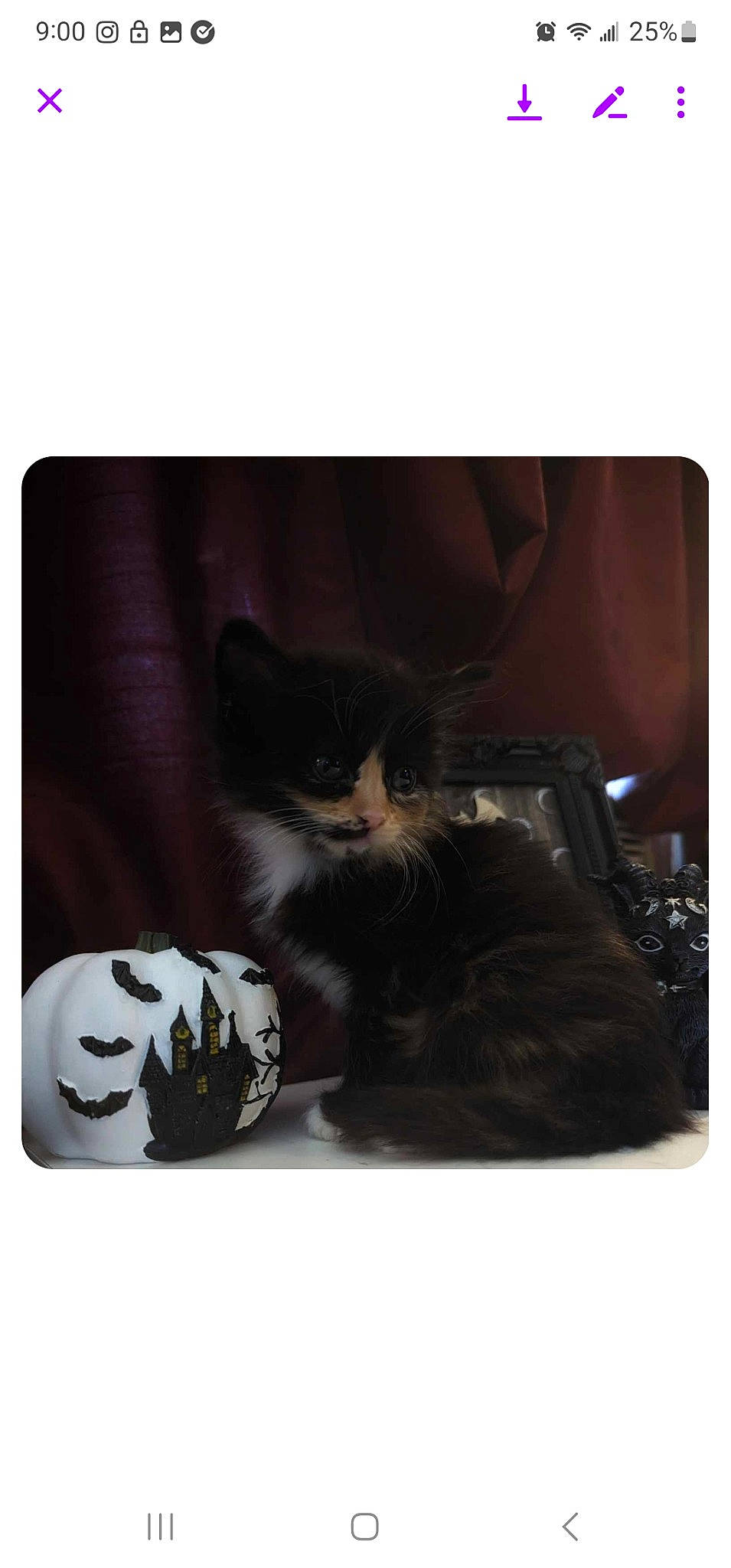 Enid is registered to the contest to win money with this photo: ball, carnivore, cat, cat_supply, comfort, felidae, fur, monochrome_photography, paw, photo_caption, pumpkin, rectangle, room, sitting, small_to_medium_sized_cats, square, still_life_photography, tail, whiskers