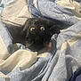 cat, black_cat, blanket, bed, wide_eyes, indoor, fur, pet, animal, cozy, textile, fabric, resting, comfort, cute, domestic, feline, sleepy, curled_up, soft